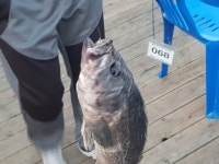 10월 27일 황산초지바다낚시터 조황 : 낚시사랑