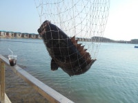  10월 29일 조황정보 : 낚시사랑