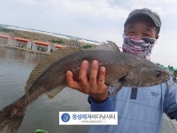  7월 23일(월) 조황 : 낚시사랑