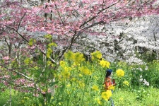 조류인플루엔자(AI) 피해 : 이슈 : 뉴스 : 한겨레 조류인플루엔자(AI) 피해