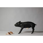 [Areaware] 에어리어웨어 돼지 저금통 Pig Bank (컬러다양) | 해외직구는 플라이굿! 빠르고 저렴한 해외쇼핑 해외직구는 플라이굿