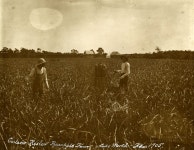 Florida Memory  - Carlson Resler pineapple farm at Lake Worth. Carlson Resler pineapple farm at Lake Worth.