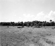 Florida Memory  - Camels, gnus, zebras and ostriches at Africa USA - Boca Raton, Florida Camels, gnus, zebras and ostriches at... 