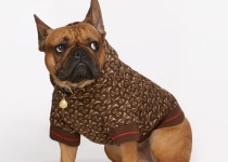 패션 브랜드의 틈새시장 ‘도그 웨어’ 패션 브랜드의 틈새시장 ‘도그 웨어’ 