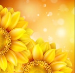 Sunflower flower with bokeh vector background 11 - Vector Background, Vector Flower free download