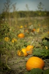 Fall of the pumpkin land Stock Photo - Farming stock photo free download