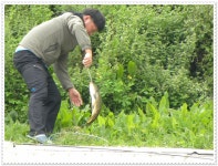 유료터정보 > 유료터점주조황 > 9월 첫 주말,대물향어낚시,잉어낚시,조황정보