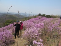   경기도 김포 추천여행 – 가현산 진달래 군락지
