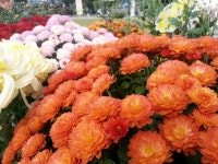   경기도 용인 가볼만한곳 – 용인농촌테마파크