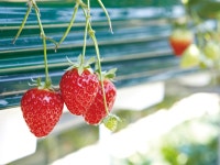   미생물상두리마을