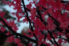   경기도 포천 추천여행 – 허브아일랜드 불빛 동화축제.