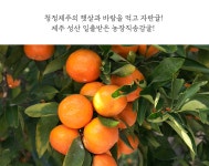 도매꾹 :: 대한민국1위 돈버는 쇼핑 - 도매꾹 [도매꾹] 제주 성산 일출받은 농장직송감귤(10kg)