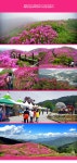 [전북] 남원 지리산 바래봉 철쭉제 트레킹(둘레길/철쭉축제) 당일여행 / 봄꽃여행/국내여행 / 서울경기出 - 사는 게 즐겁다! 롯데닷컴