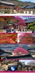 [전남] 2019 광양 매화축제+구례 지리산 화엄사 홍매화 당일여행 / 봄꽃축제/봄여행/봄꽃여행/서울경기出 - 사는 게 즐겁다! 롯데닷컴