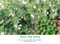 힐링엔 전남순천 햇 껍질완두콩 4kg내외 - NS홈쇼핑