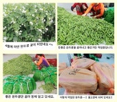 힐링엔 전남순천 햇 껍질완두콩 4kg내외 - NS홈쇼핑