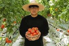 [더조은] 프리미엄 유럽종 완숙토마토 5kg (주스용)