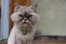 기글 하드웨어 사진 게시판 - 동물병원 고양이 2!