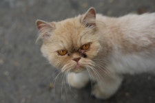 기글 하드웨어 사진 게시판 - 동물병원 앞 고양이....