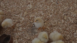 기글 하드웨어 사진 게시판 - 에버랜드 정벅기!