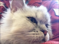 기글 하드웨어 사진 게시판 - 순천에 다녀 왔습니다 (*´˘`*)♪ (下) [스압주의]