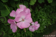 기글 하드웨어 사진 게시판 - 순천에 다녀 왔습니다 (*´˘`*)♪ (下) [스압주의]