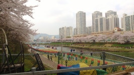 기글 하드웨어 사진 게시판 - 금일 온천천 산책