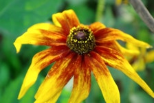 기글 하드웨어 사진 게시판 - 부천 원미산을 갔다왔어영