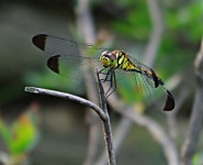 기글 하드웨어 사진 게시판 - 부천 원미산을 갔다왔어영