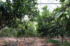 WIKITREE | “젊은 강소농, 한라봉서 귀농 해답 찾다！” “젊은 강소농, 한라봉서 귀농 해답 찾다！”