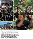 Weekly 공감 충북 영동 토굴 숙성 포도주