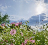 식물원ㆍ정원 > 테마가든 둘러보기 > 주제정원 > 고향정원 | 서울대공원 서울대공원