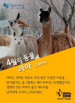 대공원 다多이슈 > 오늘의 대공원 > 새소식 > 4월의 동물 라마 | 서울대공원 서울대공원