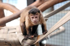 동물원 > 동물원 둘러보기 > 동물 보유현황 | 서울대공원 서울대공원