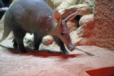 동물원 > 동물원 둘러보기 > 동물 보유현황 | 서울대공원 서울대공원