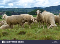 Sheep Pl Stock Photos & Sheep Pl Stock Images - Alamy