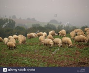 Sheep Pl Stock Photos & Sheep Pl Stock Images - Alamy