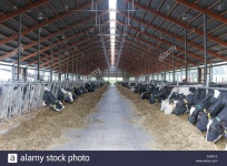 Rinder Stall Stock Photos & Rinder Stall Stock Images - Alamy