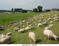 Bislich Stock Photos & Bislich Stock Images - Alamy