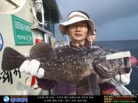 바다낚시 > 점주선장조황 > [한하 3호] 우럭들로 굿~조황 한하 3호 우럭들로 굿조황
