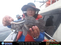 바다낚시 > 점주선장조황 > [한하 3호] 우럭들로 굿~ 조황 한하 3호 우럭들로 굿 조황
