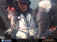 바다낚시 > 점주선장조황 > [한하 3호] 우럭들로 굿~ 조황
