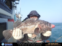 바다낚시 > 점주선장조황 > [한하 3호] 우럭들로 굿~ 조황