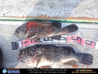 바다낚시 > 점주선장조황 > [한하 3호] 우럭들로 굿~ 조황