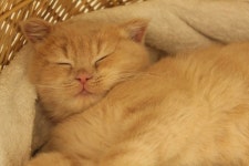 외방커뮤니티 > 애완동물 > 나에겐 최고인 울 냐옹님을 소개할게. (스압주의)