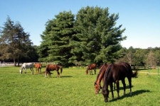 Top 5 Places to Go Horseback Riding Near Boston