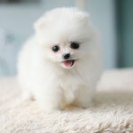 (전국)모색별(블랙,화이트,세이블,파티,블랙탄)포메라니안 분양해드려요 | 안전한 중고나라, NO.1 직거래 번개장터 (전국)모색별(블랙,화이트... 