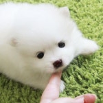 스피츠 강아지분양 | 안전한 중고나라, NO.1 직거래 번개장터 스피츠 강아지분양 | 번개장터