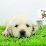 아기 강아지 무료분양 원해요 | 안전한 중고나라, NO.1 직거래 번개장터 아기 강아지 무료분양 원해요 | 번개장터