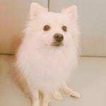 연락즈세요 ㅠㅜ | 안전한 중고나라, NO.1 직거래 번개장터 강아지무료분양받고싶습니다! 연락즈세요 ㅠㅜ | 번개장터